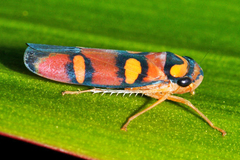 Erythrogonia jucunda