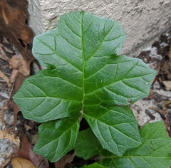 Acanthus mollis