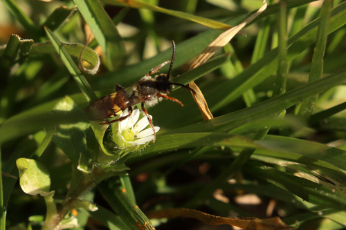 Early Nomad Bee