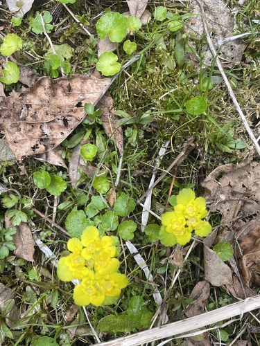 Alternate-leaved Golden Saxifrage