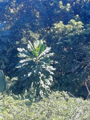 (c) Margaret Burger, some rights reserved (CC BY-SA) Anthocleista grandiflora, photograph (c) Margaret Burger, some rights reserved (CC BY-SA)