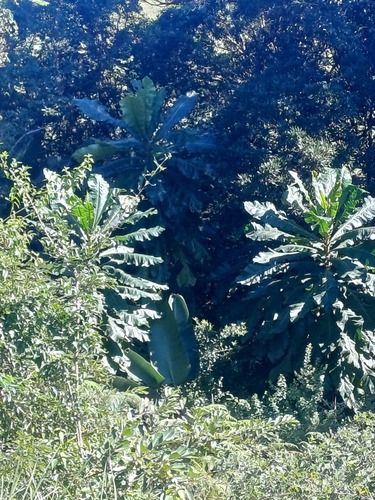 Anthocleista grandiflora, photograph 4