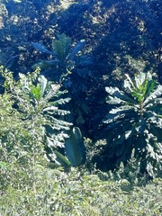 Anthocleista grandiflora, photograph (c) Margaret Burger, some rights reserved (CC BY-SA)