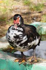 Cairina moschata domestica