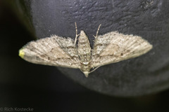 Eupithecia longidens