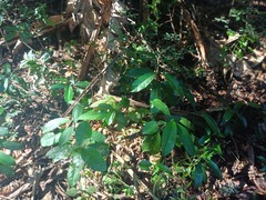 (c) Margaret Burger, some rights reserved (CC BY-SA) Tabernaemontana ventricosa, photograph (c) Margaret Burger, some rights reserved (CC BY-SA)