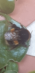 Bombus terrestris