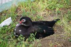 Cairina moschata domestica