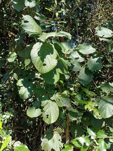 Diospyros villosa, photograph 4