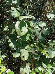 Diospyros villosa, photograph (c) Margaret Burger, some rights reserved (CC BY-SA)