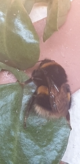 Bombus terrestris