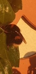 Bombus terrestris