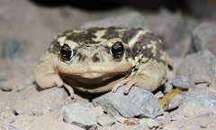 Rhinella arunco