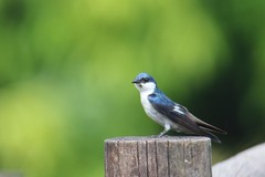 Tachycineta albiventer
