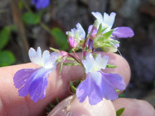 Image of Collinsia violacea by (c) Sam Kieschnick, some rights reserved (CC BY)