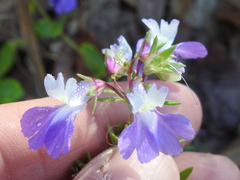 Collinsia violacea