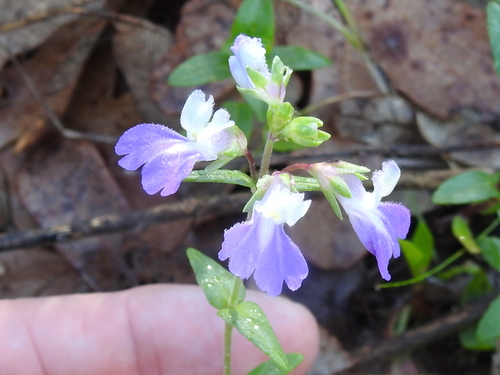 Image of Collinsia violacea by (c) Sam Kieschnick, some rights reserved (CC BY)