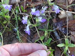 Collinsia violacea