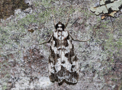 Eudonia aphrodes
