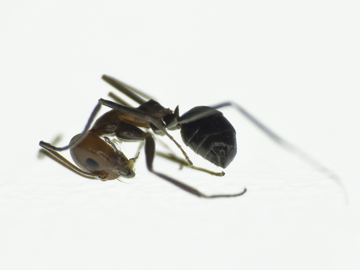 Dorymyrmex pogonius