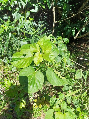 Croton sylvaticus, photograph 2