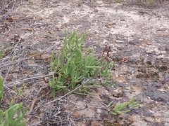 Ruschia tumidula, photograph (c) De Waal Hugo, some rights reserved (CC BY)