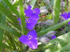 Tradescantia tharpii