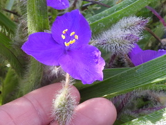 Tradescantia tharpii
