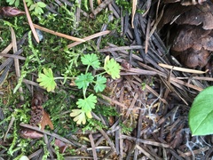 Alchemilla arvensis