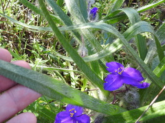 Tradescantia tharpii