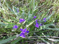 Tradescantia tharpii