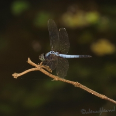 Brachydiplax farinosa