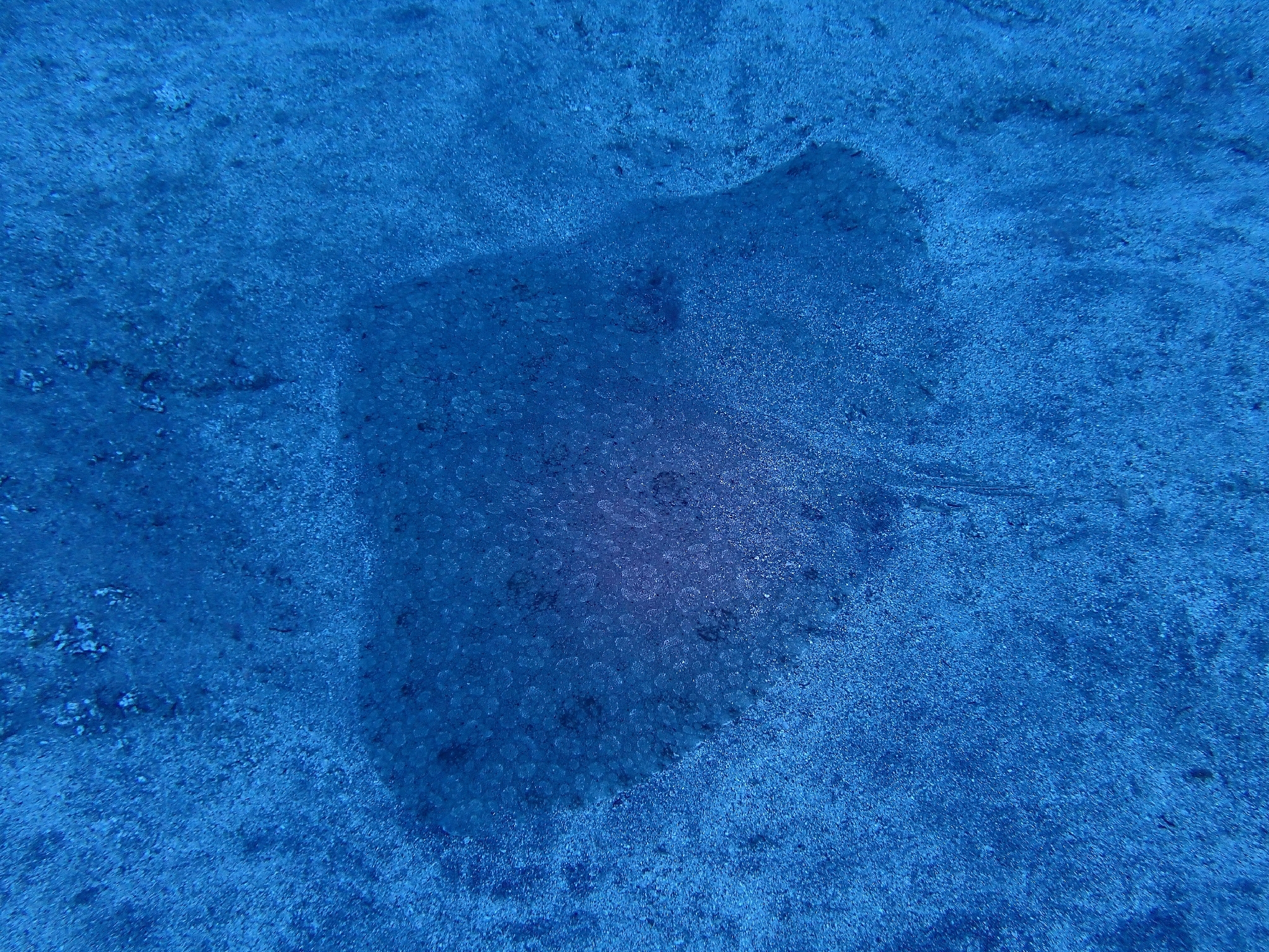 Raya mariposa