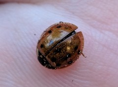 Harmonia axyridis