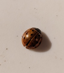 Harmonia axyridis