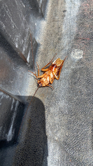 Periplaneta americana