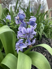Hyacinthus