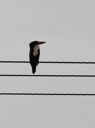 White-throated Kingfisher