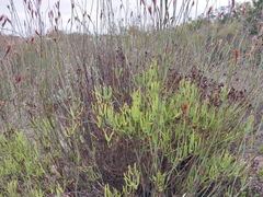 Ruschia tumidula, photograph (c) De Waal Hugo, some rights reserved (CC BY)