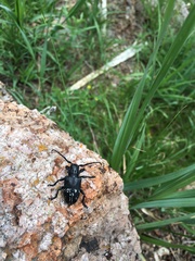 Acanthoderes funeraria