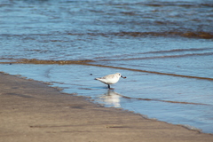 Calidris alba