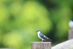 Tachycineta albiventer