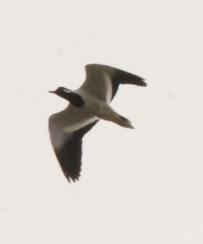 Red-wattled Lapwing