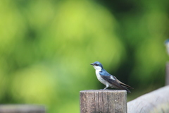 Tachycineta albiventer