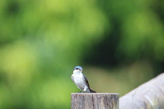 Tachycineta albiventer