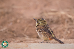 Trachyphonus darnaudii usambiro