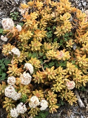 Sedum adolphi