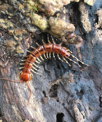 Lithobius variegatus