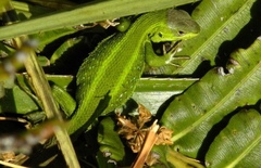 Liolaemus cyanogaster