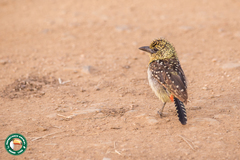 Trachyphonus darnaudii usambiro